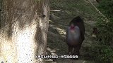 世界上最凶残的猴子，有一句话说得好，宁愿豺狼不遇山魈