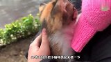 小猫咪被人丢弃在野外，看到陌生人来了，还主动索要抱抱太可爱了