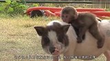猴子俘获一只小猪当坐骑，小猪每天驮着猴子去偷吃，两活宝太可爱