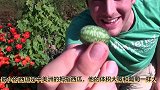 国外小伙种植出200多斤的大西瓜，切开的一瞬间，家里人都郁闷