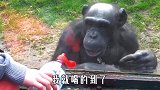 四川方言配音：假如猴子会讲四川话，会是怎样一种体验