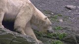 北极熊：一只不走寻常路的熊