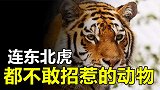东北虎也不敢招惹的动物，一个爱玩“反杀”，另一个完全无从下手