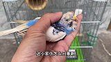 虎皮鹦鹉突然暴毙而亡