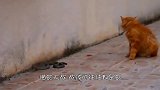 毒蛇那么厉害，为什么猫蛇大战赢的总是猫咪？看完总算明白了