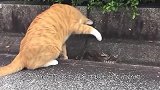 毒蛇那么厉害，为什么猫蛇大战赢的总是猫咪？看完总算明白了