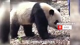 网传熊猫“宝新”去世？网友称3月初就没再出现过，官方回应