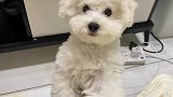 比熊去泪痕也是你们的一大难题吧？