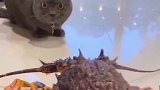 蓝猫VS大龙虾，蓝猫：吓老子一跳