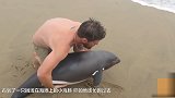 海豚搁浅在海边 男子看到后 二话不说抱起就往海里跑