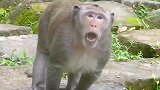 猴王忽然咆哮起来，把正在喂奶的母猴吓懵了