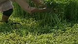 超市里的一捆捆空心菜，原来在地里就已经绑好了
