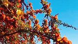 秋冬色彩斑斓的丽江木府。