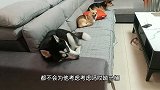 二哈总把自己当成人，只睡沙发不睡狗窝，这狗成精了！