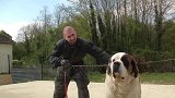 最牛的牛人在此！看一位陌生人如何驯服一只凶猛的圣伯纳犬