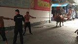 猛牛！待卖黄牛冲上马路乱窜 顶翻骑车女子后被民警开枪击毙