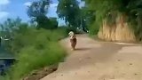 狗子带着自己刚出生的宝宝给他看