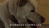 癌症狗狗不知道自己被抛弃，一直苦苦等待主人，看完泪目了