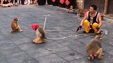 猴子演戏了。
