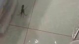 家里厕所堵了之后，这是蜘蛛精还是章鱼哥啊
