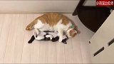 猫咪扭头就是给另一只猫一个亲亲，被甜到了！