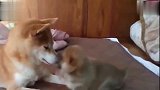 柴犬狗狗第一次当爸爸，小宝宝好像不怎么喜欢自己，好尴尬呀！