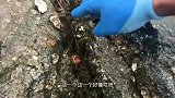 赶海第一次在礁石区捡海螺，收获不大