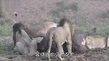 雄狮单挑水牛，水牛的牛脾气一上来，狮子被顶的“鲜血”直流