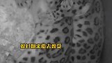 媳妇怀孕难受睡不着觉，老公用自己的尾巴给老婆当枕头