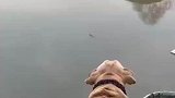 小狗看见船只经过，朝着船只上的小狗吼叫
