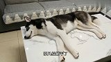 狗狗睡得正香,主人突然拿出菜刀吃狗肉,吓得狗立马诈尸!笑喷了