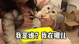 正在发呆的猫咪突然被抓住剪指甲，喵一脸懵，生活终于对我下手了