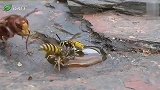 蜜蜂群正在喝水，一只嚣张的大黄蜂，飞来教训它们！