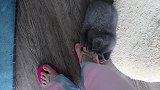 小猫从小就喜欢追着主人的脚舔，主人感到很无奈！
