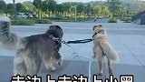 男生让两只狗狗拉着车带他出去兜风