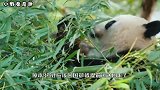 全球唯一被“退货”的熊猫，原因让人无奈，网友：不愧为国宝！