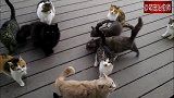 开门那一刻我仿佛打开了猫咪的世界，猫咪们：我饿了我饿了！