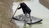 男子撑着泡沫板欲上岸，谁知操作不当掉入水引爆笑