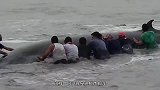 为什么鲸鱼死后不要靠近呢？工作人员演示，下一秒跑得飞快！