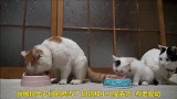 一家四只猫咪吃饭，老弱优先和谐礼让，太有礼貌了