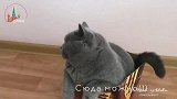 盒子真是所有猫咪的执念,不管多大的