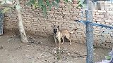 这么好的狼狗，为什么被终身监禁，原来是恶犬，太凶了