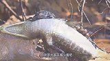 鳄鱼的天敌，5秒钟可以撕咬完鳄鱼，网友：果然水中霸王不是白来