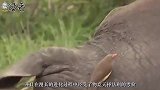 蛇鹫为什么敢在非洲草原上横行霸道？毒蛇见到它立马掉头就跑