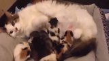 搂着小奶猫们睡觉的猫妈妈，看这蜷缩的一团，真是有爱极了！