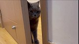 猫咪为进卧室头都被挤变了形，想进又不敢的样子，真让人哭笑不得