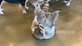 都怪这网速不好