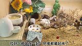 捡蛋啦捡蛋啦～我家的宠物鸡又给我下蛋啦️