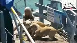 比特犬的主人被咬伤，比特犬疯狂的攻击那只狗！