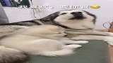护娃狂魔来了
